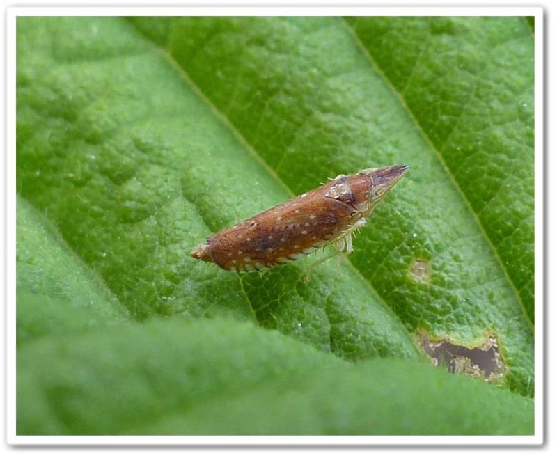 Leafhopper (scaphytopius sp.)