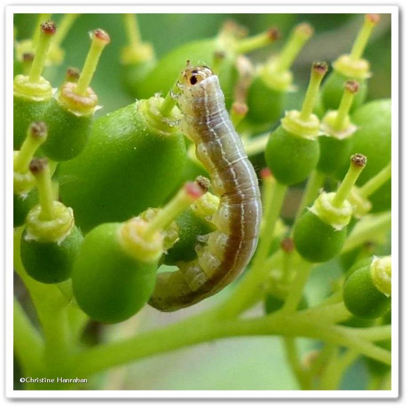 Moth caterpillar on dogwood 