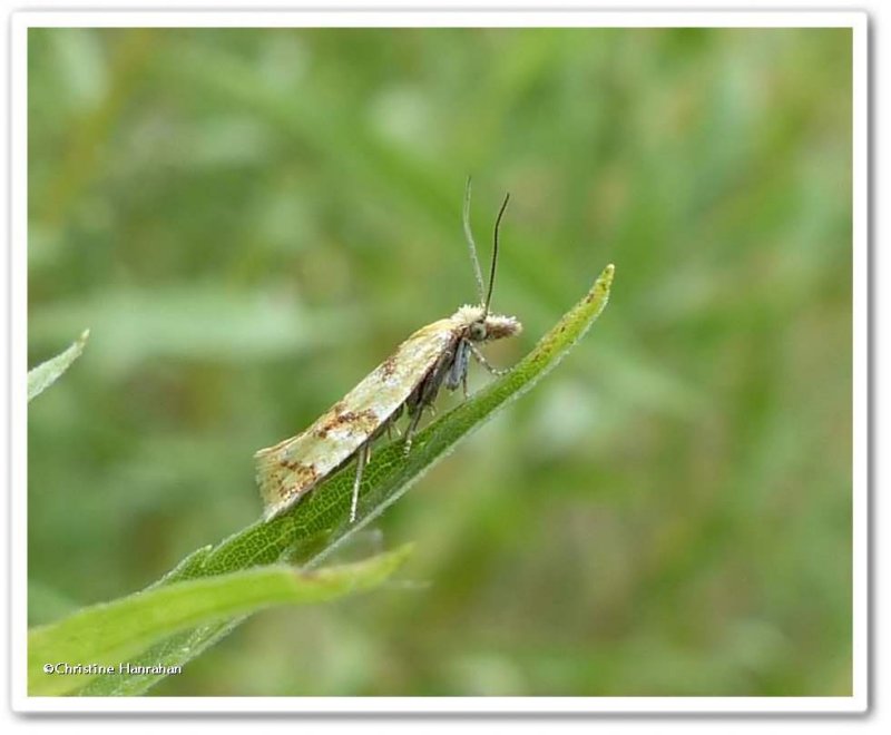 Moth  (Phtheochroa vitellinana), #3825