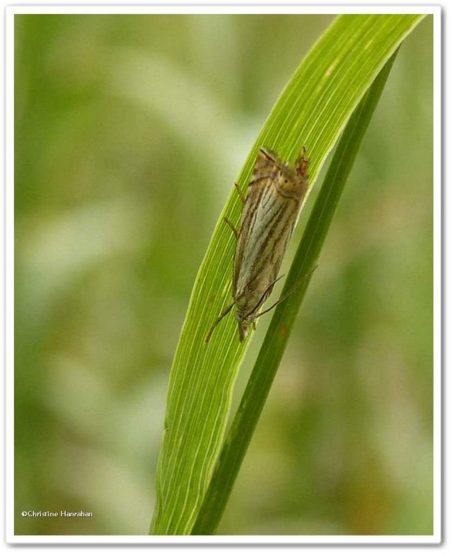 Topiary grass veneer (Chrysoteuchia topiaria), #5391