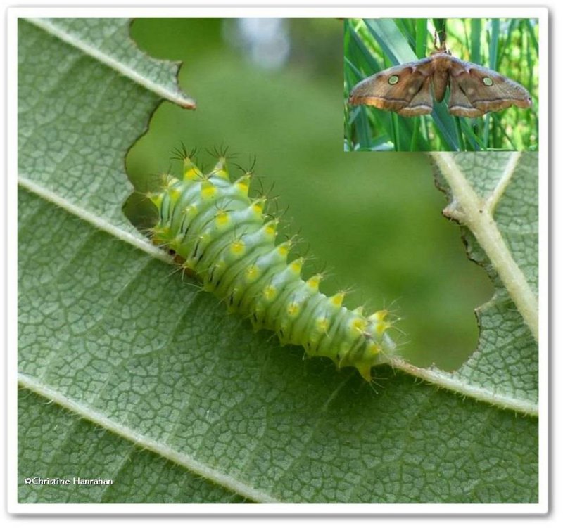 Polyphemus moth caterpillar  (Antheraea polyphemus), #7757