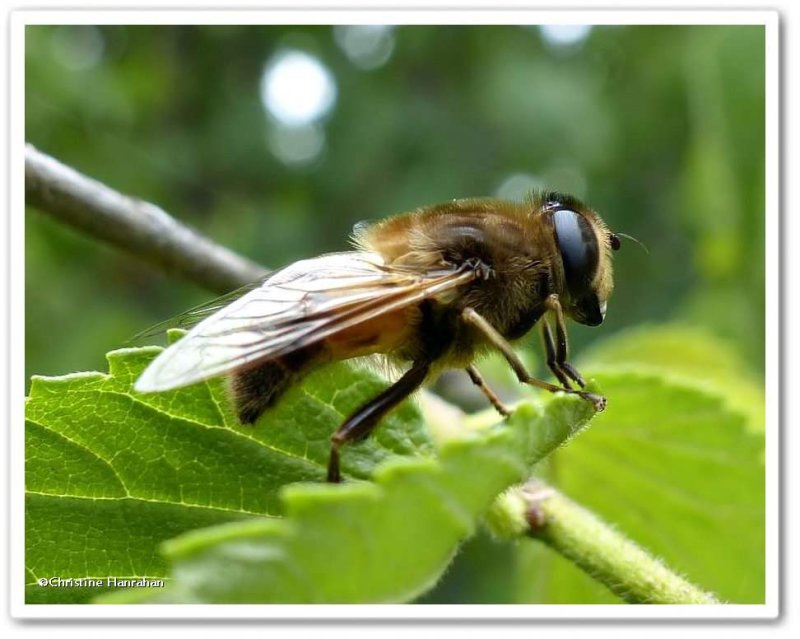 Hover fly (Eristalis)?