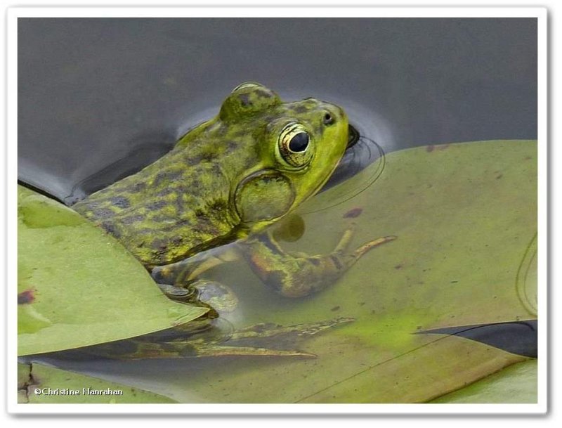 Mink frog  (Lithobates septentrionalis)