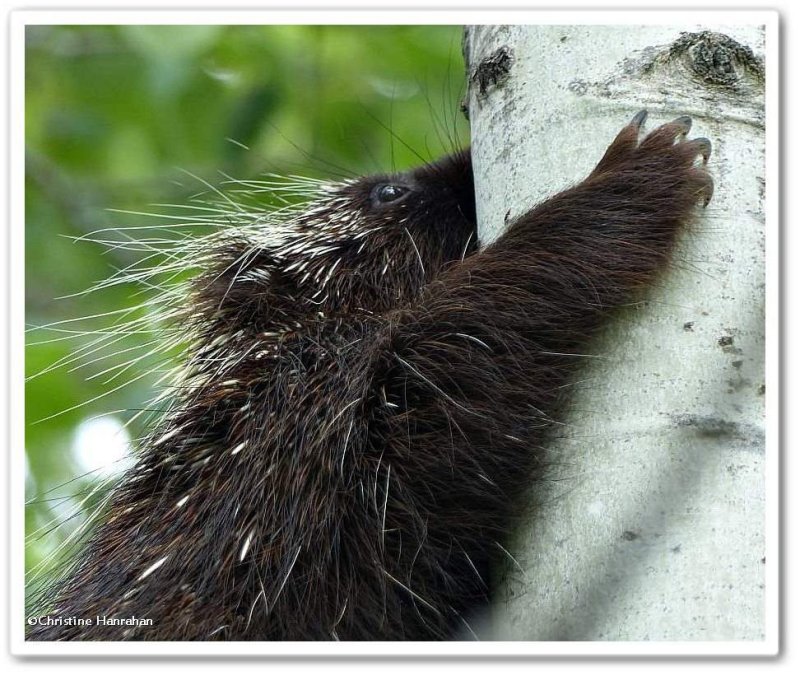 Porcupine