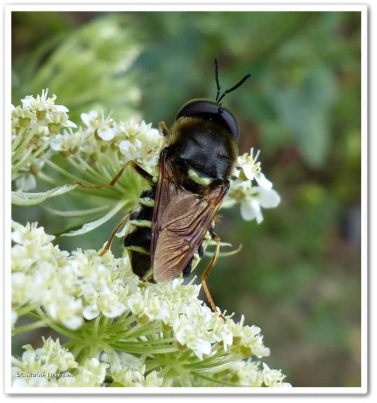 Soldier fly (Stratiomys sp.)