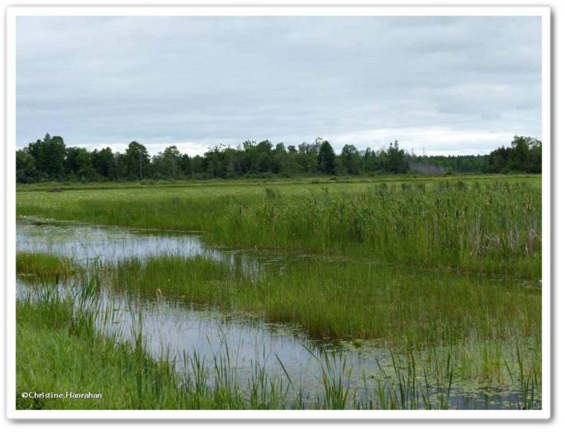 Large wetland