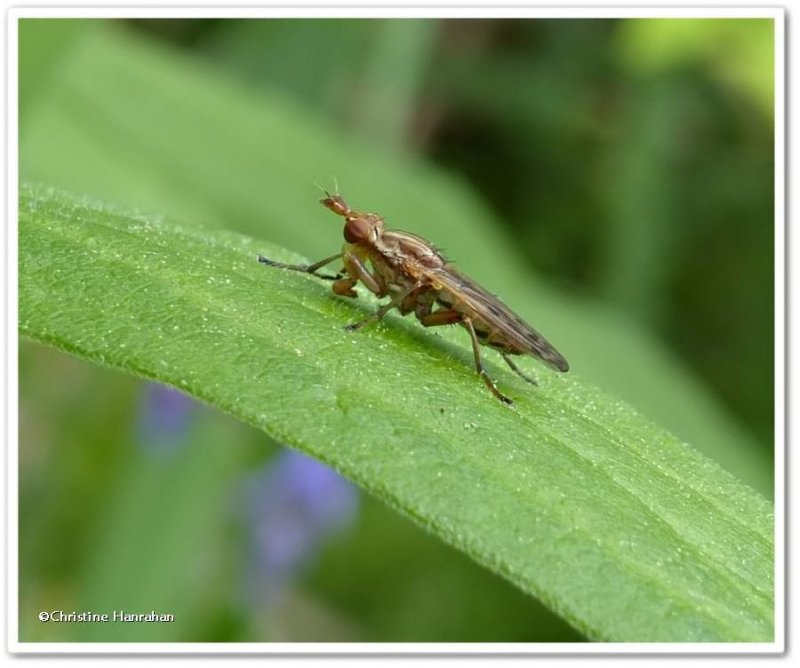 Marsh fly (tribe tetanocerini)