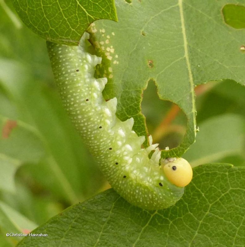 Sawfly larva (Trichiosoma triangulum)