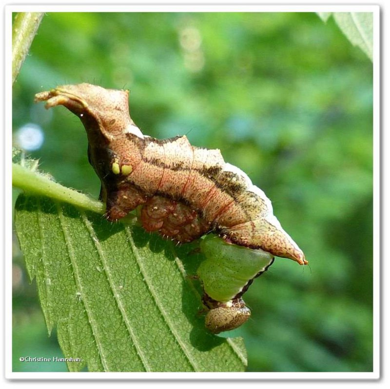 Unicorn caterpillar (Schizura unicornis), #8007