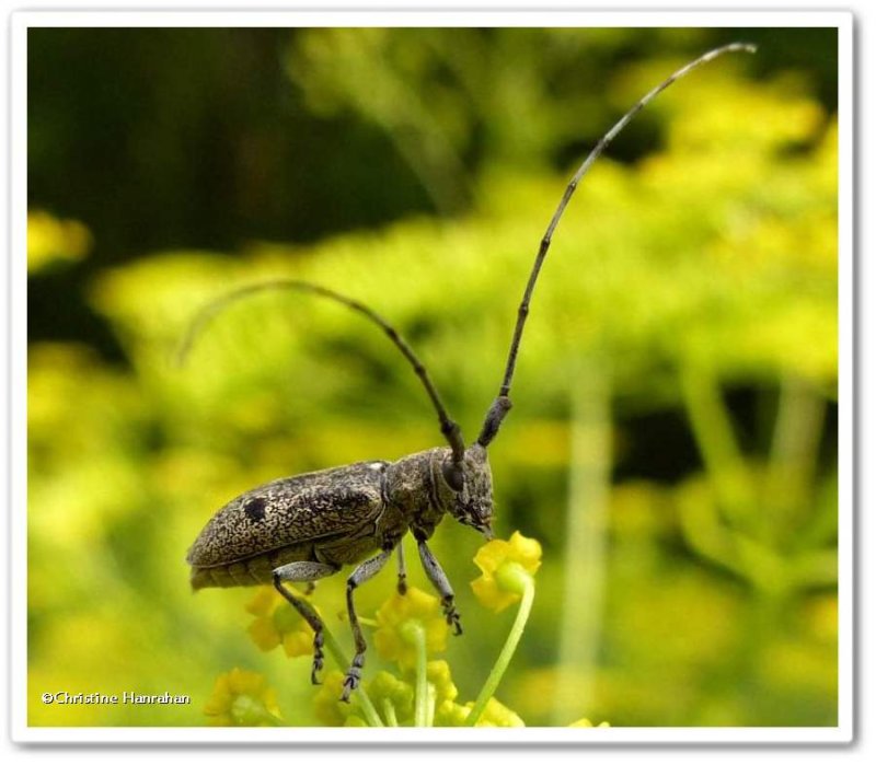 Longhorn beetle (Microgoes oculatus)