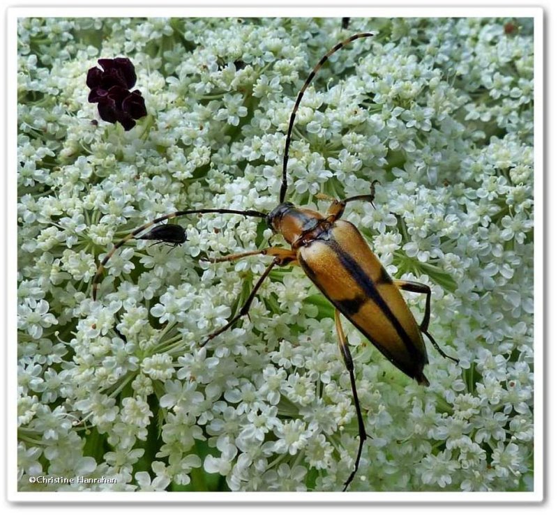 Longhorn beetle (Etorofus subhamata), female