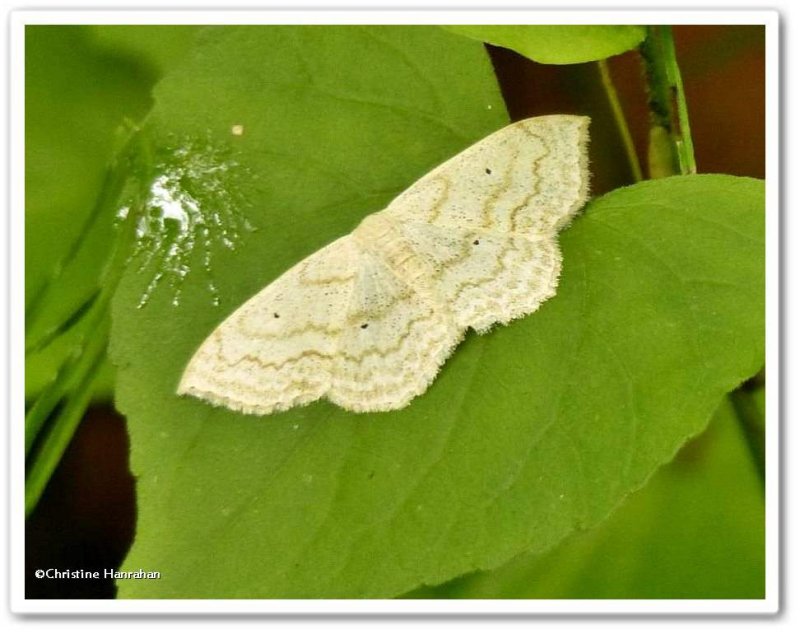 Large lace border (Scopula limboundata), #7159