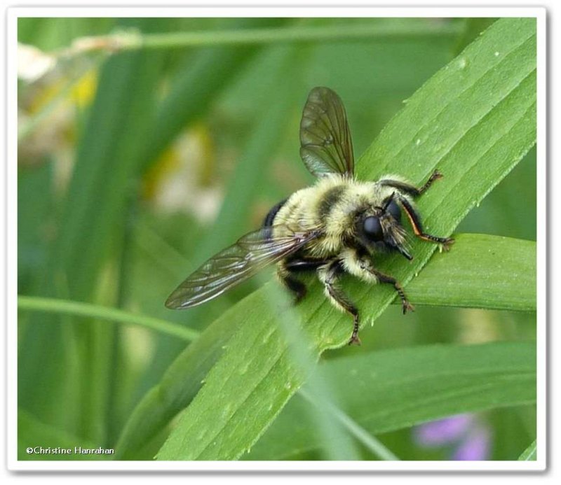 Robber fly (Laphria sacrator)