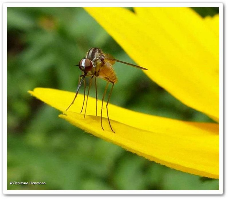 Bee fly (Geron calvus)