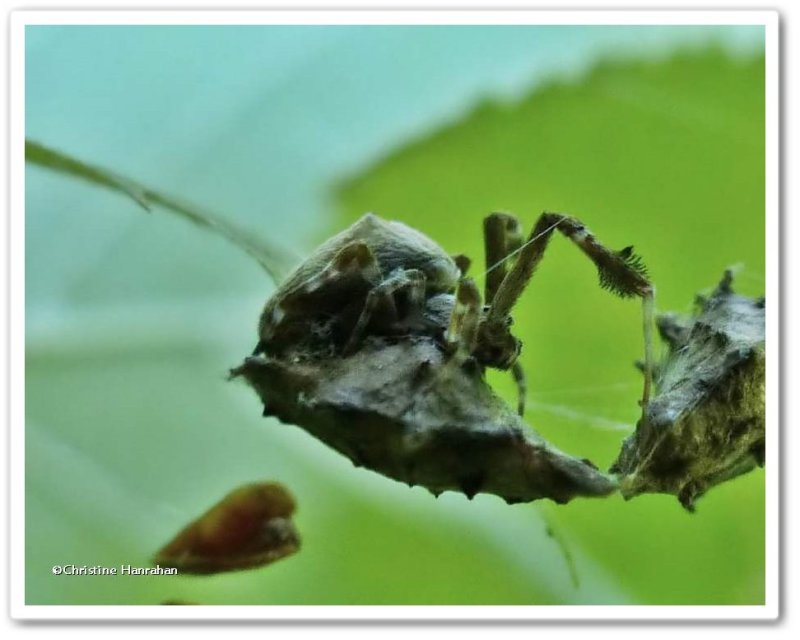 Cribellate orb weaver spider (Uloborus glomosus)