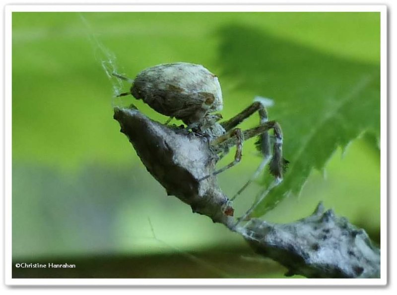 Cribellate orb weaver spider (Uloborus glomosus)