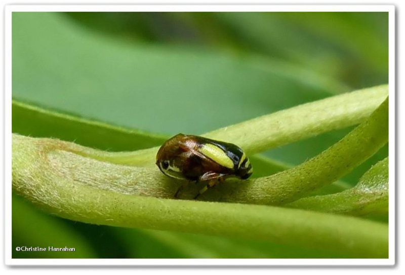 Dogwood spittlebug  (Clastoptera proteus)