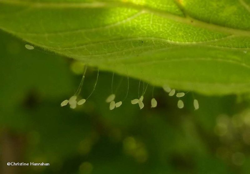 Green lacewing eggs (Chrysopa)