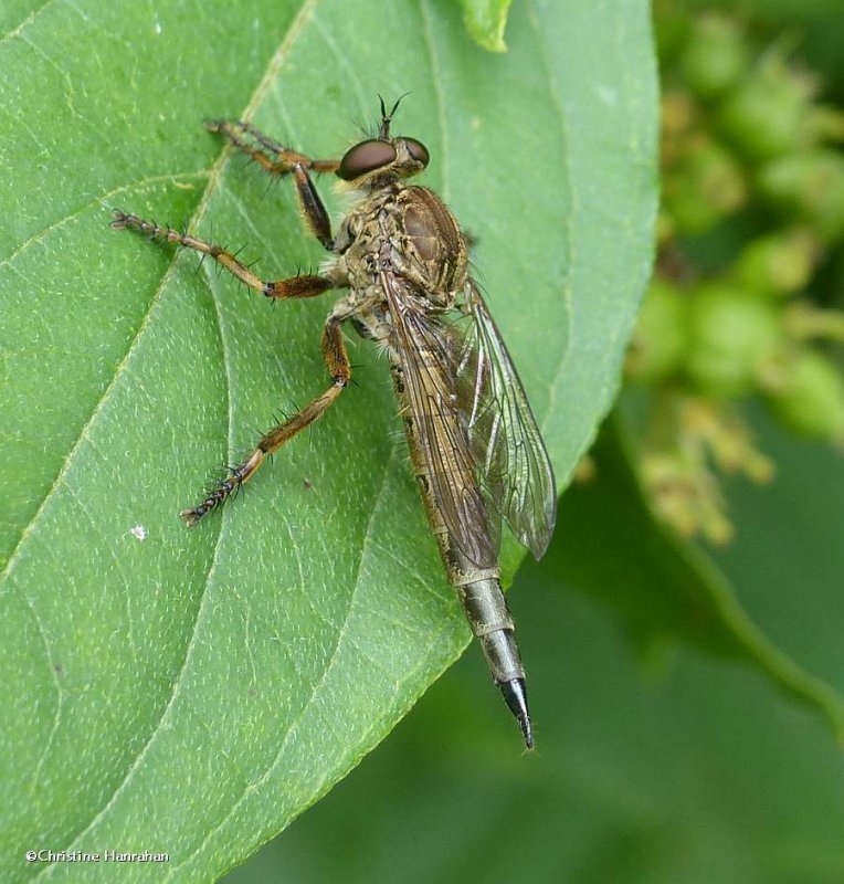 Robber fly (Machimus sp.)
