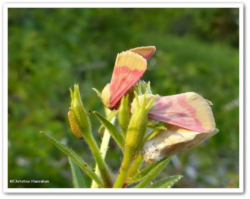 Primrose moths and larva (Schinia florida), #11164