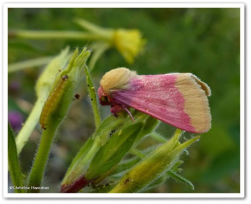 Flower Moths: Noctuidae (Heliothinae)  11164