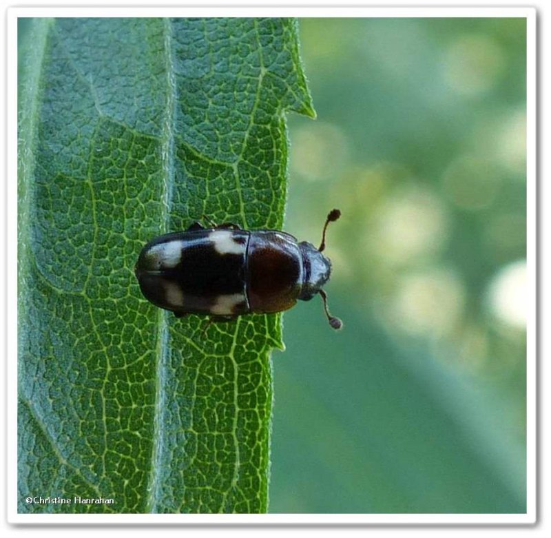 Four-spotted sap beetle (Glischrochilus quadrisignatus)