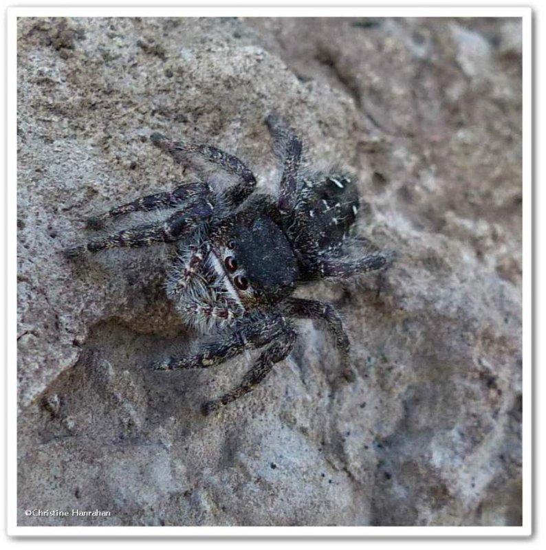 Jumping spider (Phidippus purpuratus), female