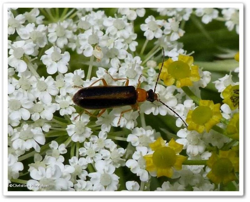 Soldier beetle (Rhagonycha mollis)