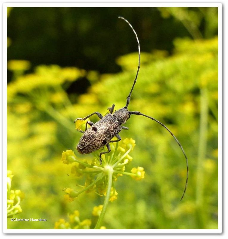Longhorn beetle (Microgoes oculatus)