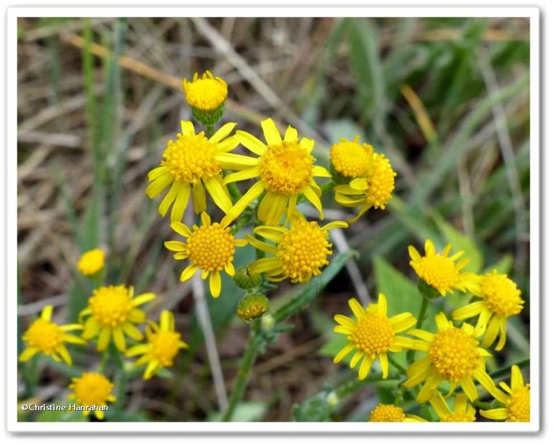 Balsam ragwort (Packera paupercula)