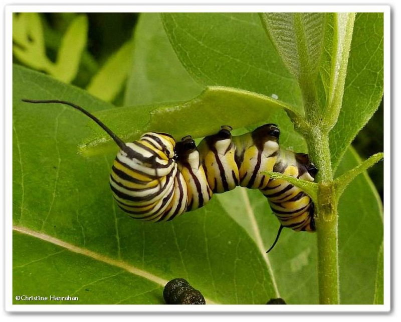 Monarch butterfly caterpillar (Danaus plexippus)