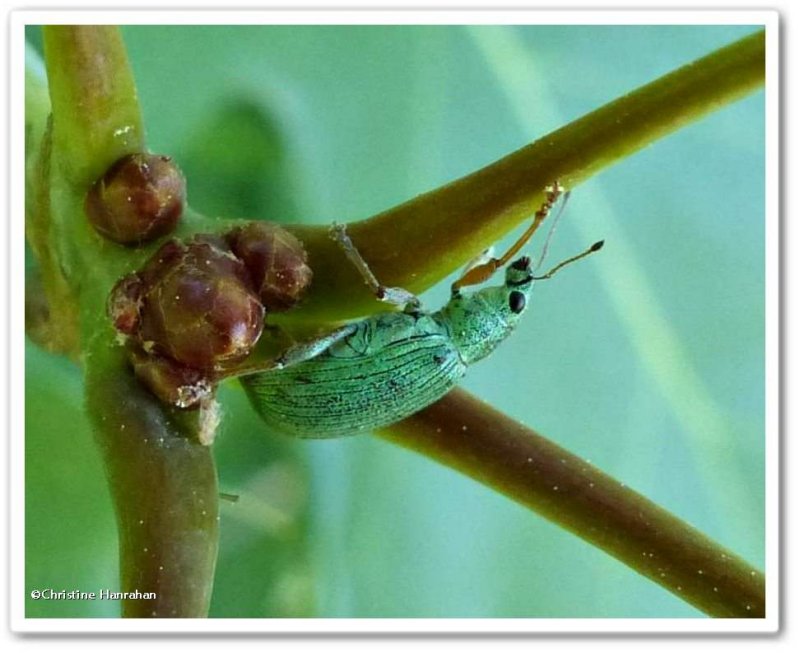 Green weevil (Polydrusus formosus)