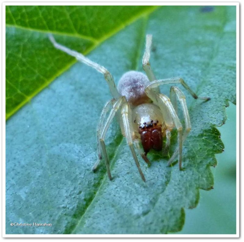 Sac spider (Clubionidae)