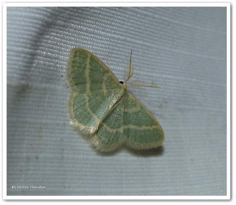 Blackberry looper moth (<em>Chlorochlamys chloroleucaria</em>), #7071