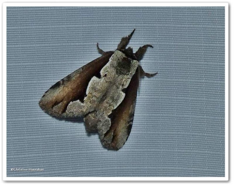Double-toothed prominent moth (Nerice bidentata), #7929