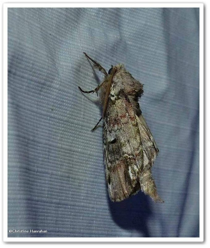 Unicorn prominent moth   (Schizura unicornis), #8007