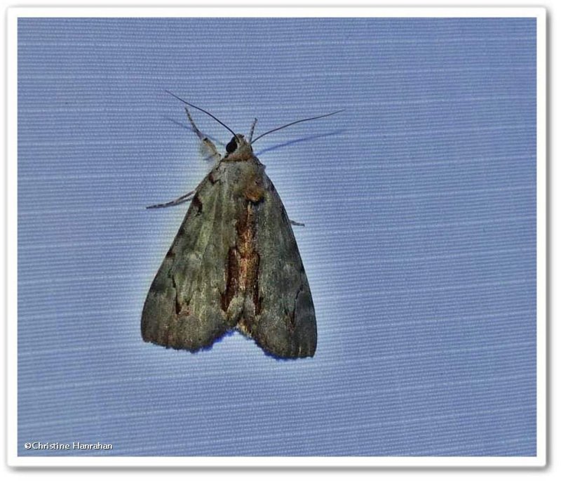 Woody underwing  moth (Catocala grynea), # 8864