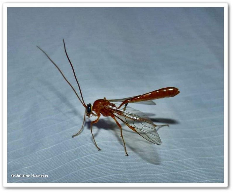 Icheneumonid wasp (Netelia sp. ?)