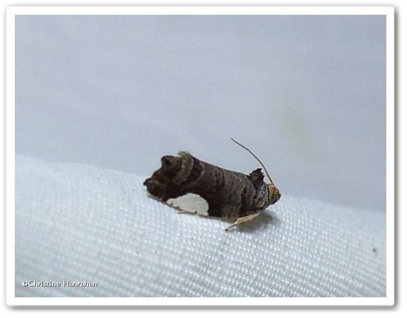 White-spotted hedya moth (Hedya chionosema), #2863