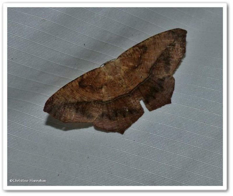 Large maple spanworm moth (Prochoerodes lineola), #6982