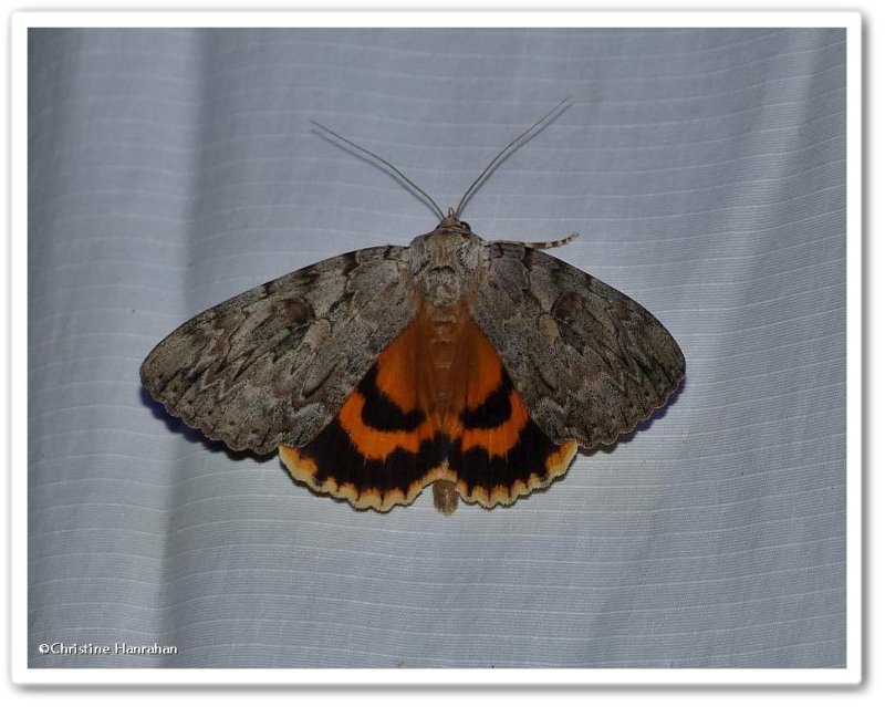 The bride underwing moth (Catocala neogama), #8798