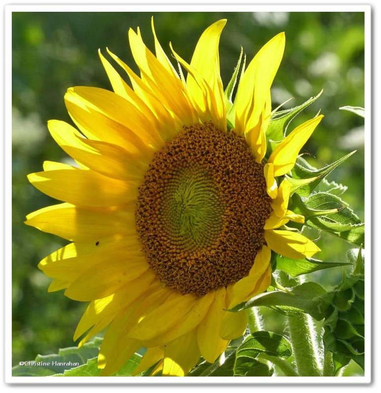 Sunflower (Helianthus)