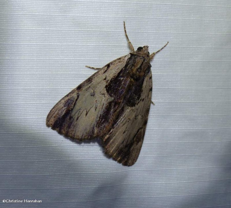 Ultronia underwing moth (<em>Catocala ultronia</em>), #8857