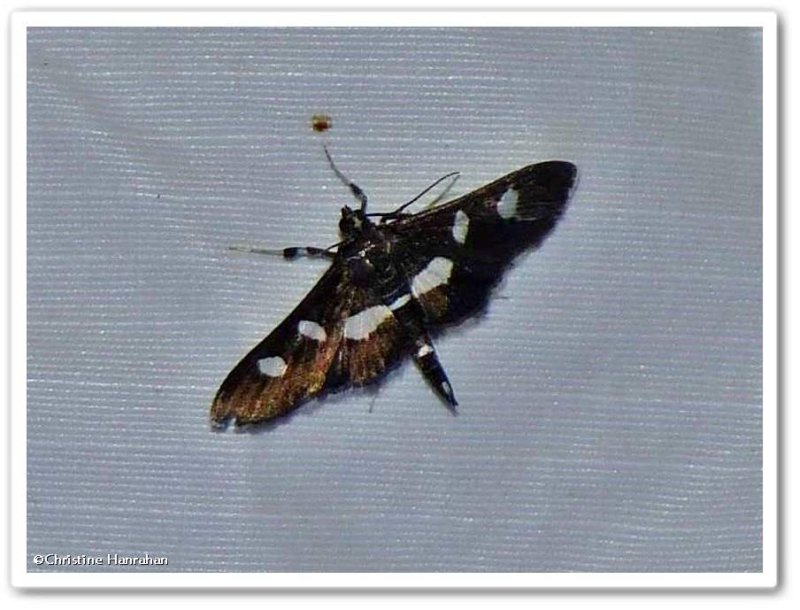 Grape leaffolder/leafroller moth (Desmia funeralis/maculalis) group