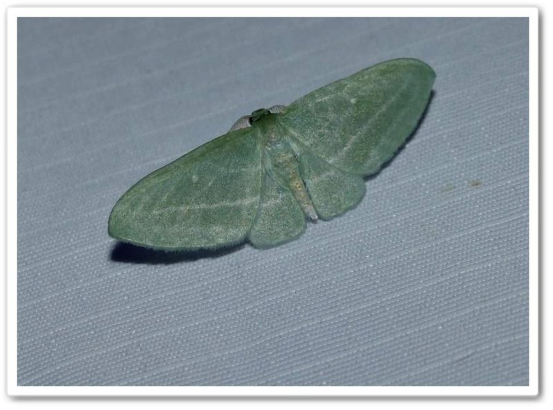 The badwing moth (<em>Dyspteris abortivaria</em>), #7648