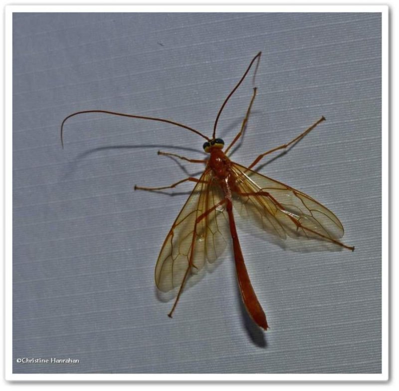 Ichneumonid wasp (Enicospilus sp. ?)