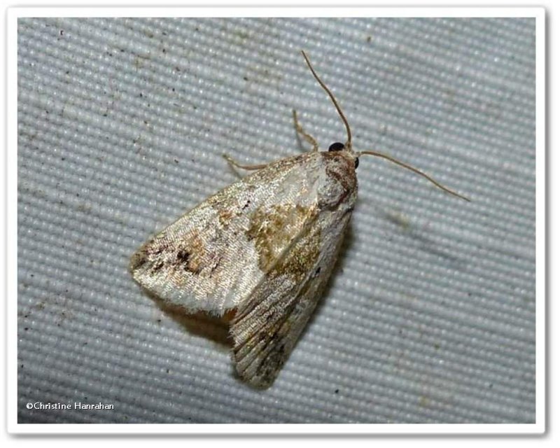 Black-dotted glyph moth (Maliattha synochitis), #9049