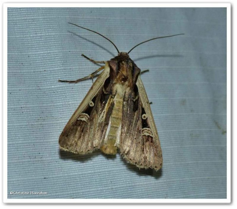 Western bean cutworm moth (Striacosta albicosta), #10878