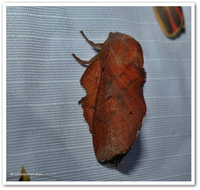 Lappet moth  (Phyllodesma americana), #7687