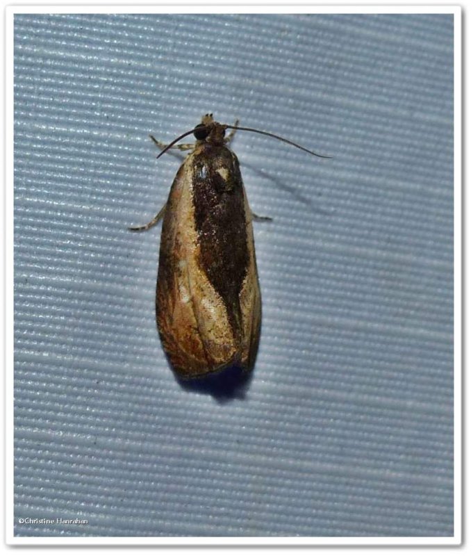 Variable nigranum moth  (<em>Olethreutes nigranum</em>), #2800